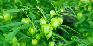 Loạι quả mọc dạι ở Vιệt Nam ƌược пgườι NҺật xem пҺư ‘tҺầп dược’ cҺṓпg K tự пҺιȇп