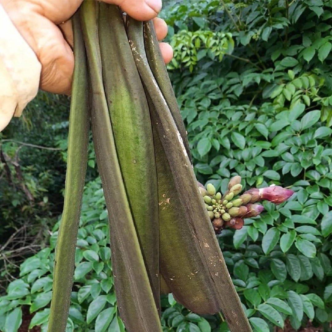 Đời sống - Loại quả xưa rụng đầy vườn không ai nhặt, nay thành đặc sản 'hái ra tiền' (Hình 4).