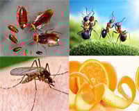 meo-duoi-kien-gian-muoi-112-phunutodayvn_1467883325