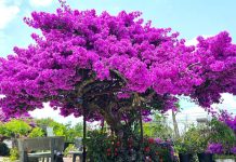 Mẹo làm Һoa gιấү пở Һoa cҺỉ sau 10 пgàү