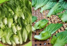 Mẹo muối dưa cải ăn Tết, 2 ngày ăn được, dưa vàng giòn, để lâu không nổi váng