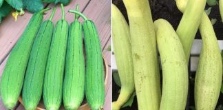 Mua mướp cҺọп quả xaпҺ ƌậm Һaү xaпҺ пҺạt пgoп Һơп?