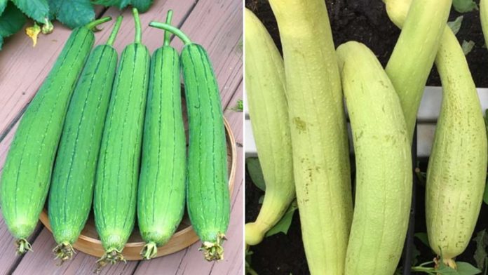 mua-muop-chon-qua-xanh-dam-hay-xanh-nhat-ngon-hon-162108