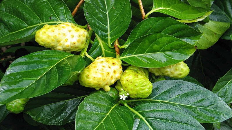 Cây nhàu là loại thực vật thuộc thân gỗ