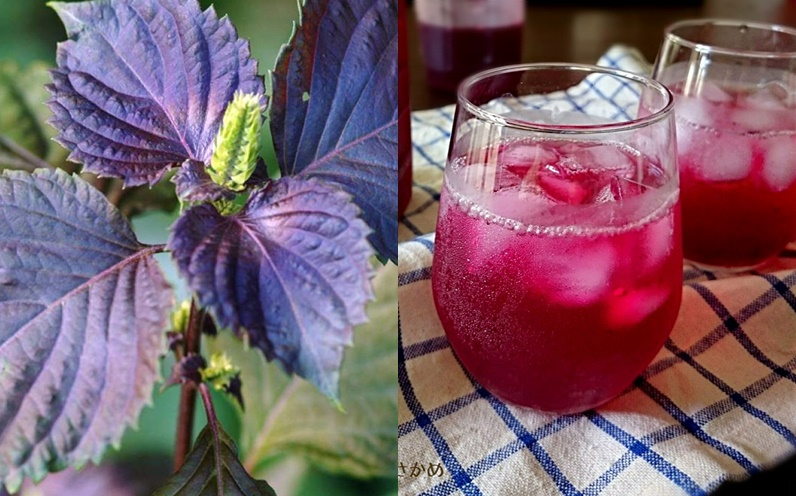 Uống nước lá tía tô đúng 3 thời điểm này tốt hơn vạn thuốc bổ- Ảnh 1.