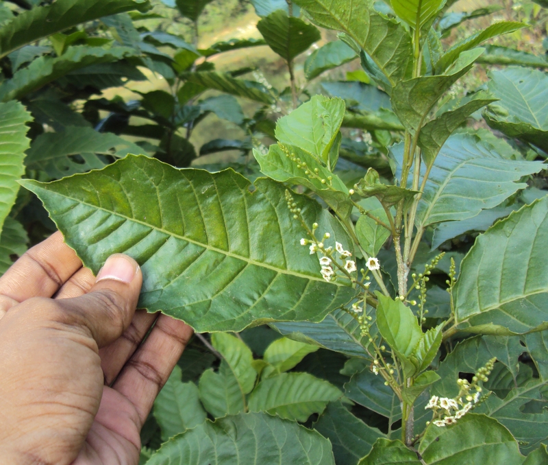 Tìm hiểu: Cây đơn răng cưa có tác dụng gì? 2