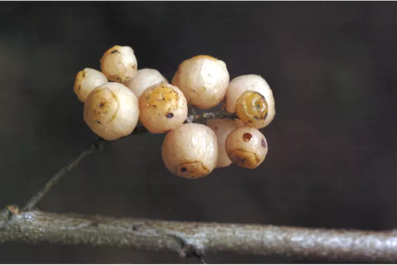 Tìm hiểu: Cây đơn răng cưa có tác dụng gì? 3