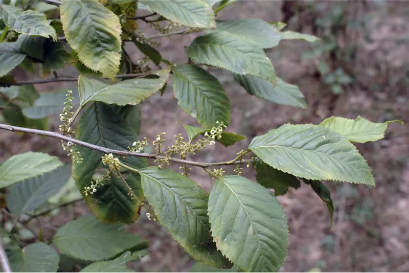 Tìm hiểu: Cây đơn răng cưa có tác dụng gì? 4