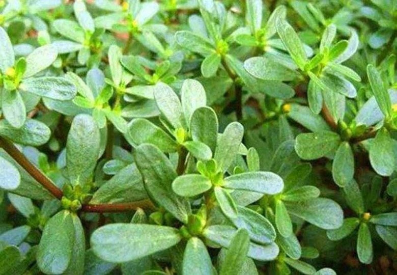 3 loại rau “trường thọ” cả thḗ giới săn lùng, Việt Nam mọc ᵭầy vườn nhưng ít người hái - 1
