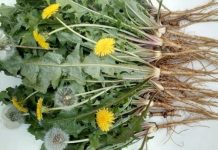 11 lợi ích sức khỏe đáng kinh ngạc của cây bồ công anh