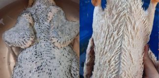 Cách nhổ sạch lông măng, khử mùi hôi củɑ vịt