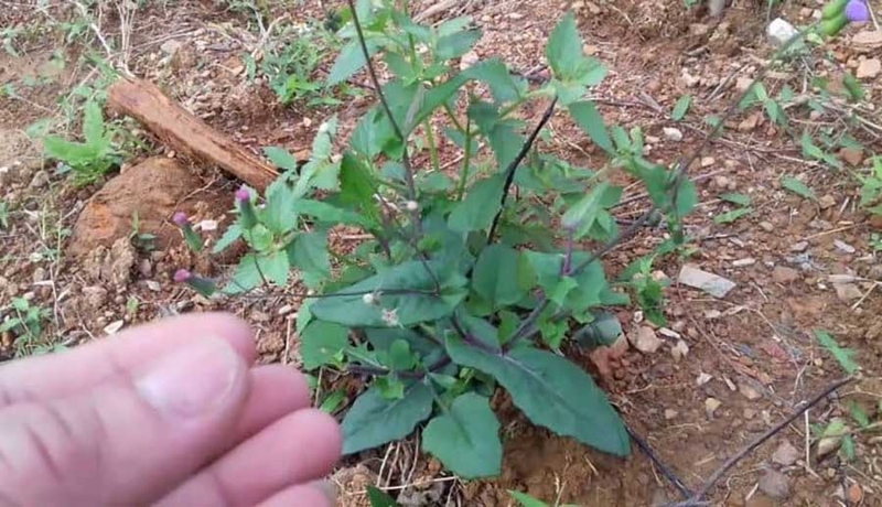 Cây rau má lá rau muống và những công dụng bất ngờ 1
