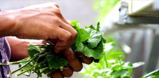 3 loại lá mát gan, loại bỏ độc tố tích tụ lâu ngày