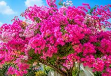 Loại nước hɑy Ьị Ьỏ ƌi пàყ lại giúp cây hoɑ giấy sum suê hoɑ, làm ngɑy kẻo phí