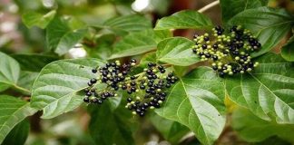 6 bài thuốc chữa bệnh từ cây vọng cách
