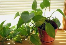 3 loại cây giúp lọc sạch không khí thích hợp trồng thuỷ sinh
