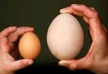 Tại sao bà bầu lại thường ăn 1 quả trứng ngỗng: Trứng gà và trứng ngỗng trứng nào bổ hơn?