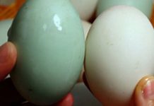 Tɾứng vịt nên chọn quả vỏ tɾắng hɑy vỏ xɑnh thì ngon hơn?